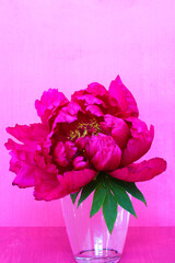 Pink tree peony flowers in a vase