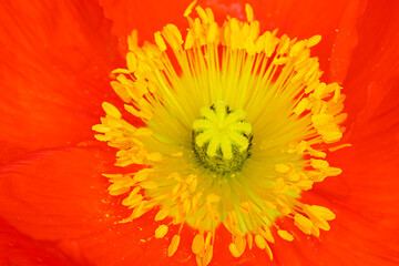 Orange and yellow flowers of Icelandic Poppy (Papaver Nudicaule)