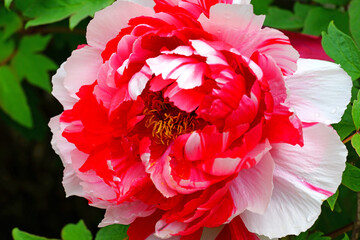 Pink and white striped tree peony flower growing on the shrub