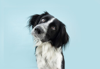 Border collie dog tiltilng head side. Isolated on blue colored background