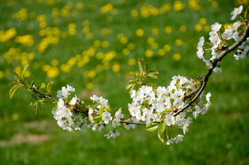 LE LAC DES SETTONS LAGO DE FRANCIA