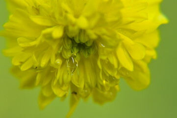Sleeping grass flower