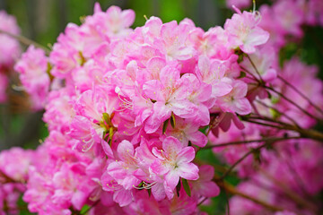Fototapeta na wymiar Pink azalea flower bush in the spring garden