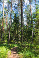 Ecological trail in the forest in Meshchera National Park, Vladimir region, Russia