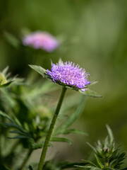 Close up of the flowers of Scabiosa 'Butterfly Blue' in the spring in the UK against green background