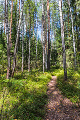 Ecological trail in the forest in Meshchera National Park, Vladimir region, Russia