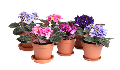Naklejka na ściany i meble Beautiful potted violets on white background. Plants for house decor