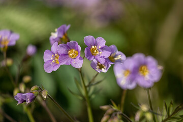 Closeup of flowers of Jacob's Ladder, Polemonium 'Lambrook Mauve', in spring in the UK