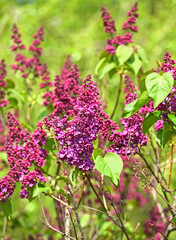 Spring landscape. Lovely lilac blooms