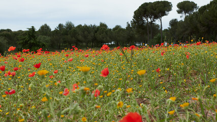 Poppy field in Mollet del Valles. Gallecs. Red flowers.
