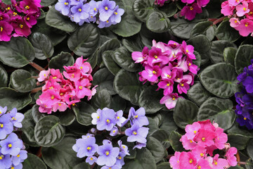 Beautiful blooming violets as background, top view. Plants for house decor