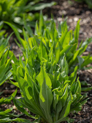 Young Scorzonera plants in a vegetable plot