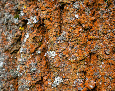 Orange lichen on an old tree
