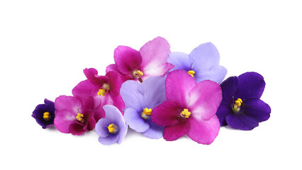 Fresh flowers of violet plant on white background