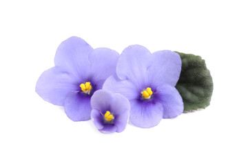 Purple flowers of violet plant and green leaf on white background