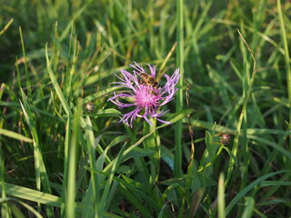 Ape sul fiore