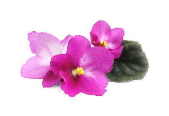 Obraz premium Pink flowers of violet plant and green leaf on white background
