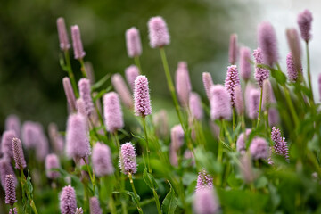 Closeup of Persicaria bistorta 'Superba' flowers in spring
