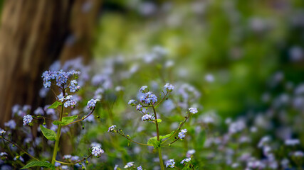 Closeup of flowers of Lungwort, Pulmonaria 'Blue Ensign', growing in the shade of a tree in the spring 