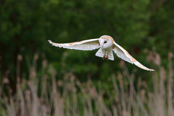 Barn owl (Tyto alba) flying in Noord Brabant in the Netherlands.