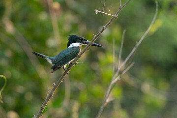 The Amazon kingfisher (Chloroceryle amazona)