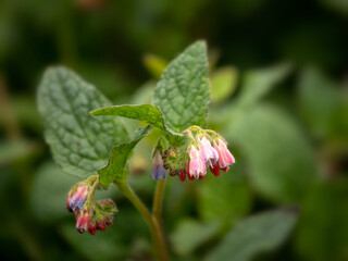 Closeup of flowers of Comfrey, Symphytum 'Hidcote Pink', in spring against a dark background