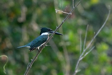 The Amazon kingfisher (Chloroceryle amazona)