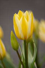 Closeup of Tulips, Tulipa 'Antoinette', in spring