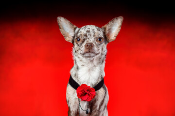 Good girl chihuahua with dog collar with red rose flower rose. Studio isolated on red passion background.