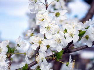 Obraz premium Spring flowers on the branches of an apricot tree. Warm weather. Hi spring. Background for a card with flowers. Delicate white petals. Blooming fruit trees. Blurred background. Empty space for text.
