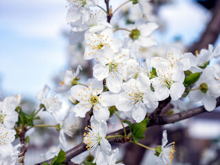 Spring flowers on the branches of an apricot tree. Warm weather. Hi spring. Background for a card with flowers. Delicate white petals. Blooming fruit trees. Blurred background. Empty space for text.
