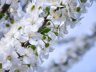 Spring flowers on the branches of an apricot tree. Warm weather. Hi spring. Background for a card with flowers. Delicate white petals. Blooming fruit trees. Blurred background. Empty space for text.