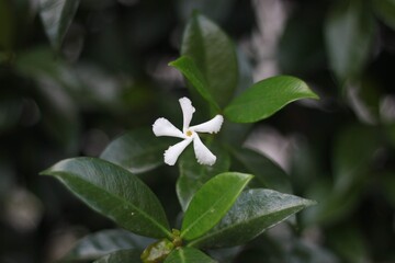 Pinkish white flower with green leaves. The National flower of Pakistan. 