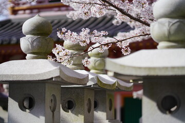 春の壷阪寺