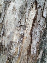 tree bark nature background texture