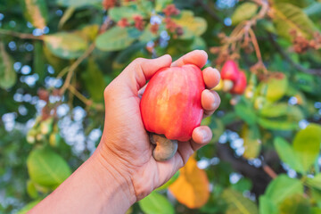 Hand harvesting Cashew fruit (Anacardium occidentale) on tree