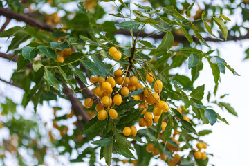 Azadirachta indica seeds hanging on tree, commonly known as neem, neem tree or Indian lilac