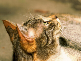 Cat portrait, desktop wallpaper.