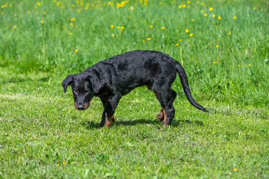 young puppy sniffing in the grass