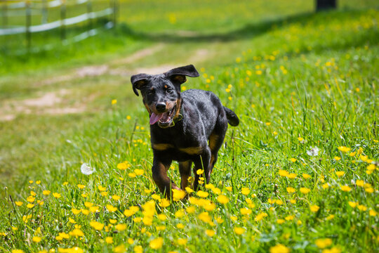 beauceron puppy running through a green meadow