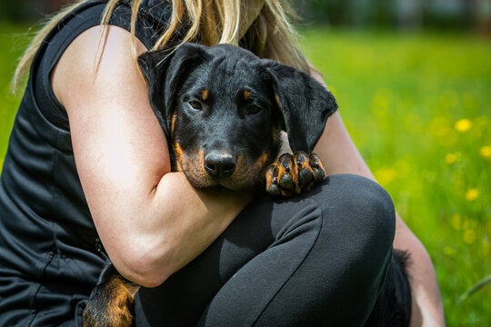 portrait of a young beauceron puppy