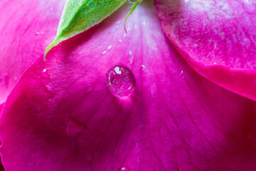 pink flower with drop