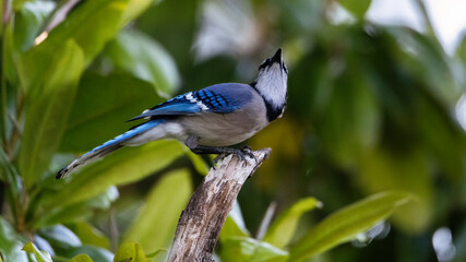 Blue Jay on a branch North Carolina