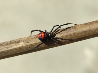 spider on a leaf