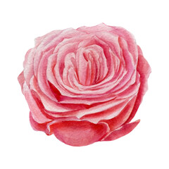 Beautiful rose, flower on an isolated white background, watercolor illustration