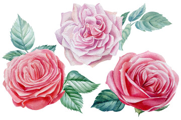 Pink roses, flowers and leaves on an isolated white background, watercolor botanical illustration