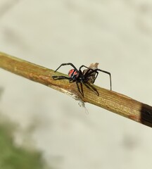 spider on the ground