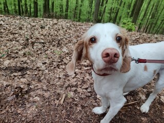 Bretonenspaniel Setter Mix Tomtom ist erstaunt über eine schöne Gassirunde im Wald während des...