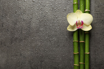 Beautiful orchid flower and bamboo stems with water drops on grey table, flat lay. Space for text