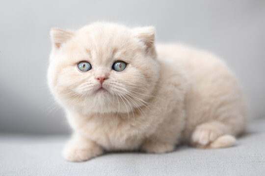 Extram niedliches Katzenbaby BKH Kitten ganz vertr&auml;umt